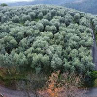 TER. AGRICOLO A PISTOIA