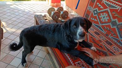 Cucciolo di 4 mesi di cane di mannara