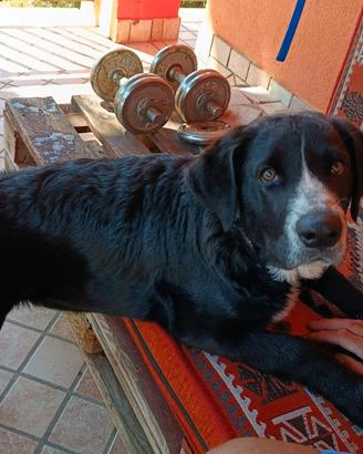Cucciolo di 4 mesi di cane di mannara