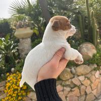 Jack russel terrier