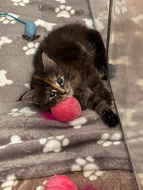 Maine Coon disponibili