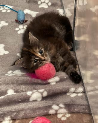 Maine Coon disponibili