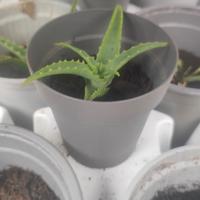 Piantine di Aloe Arborescens( 6mesi/un anno)