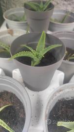 Piantine di Aloe Arborescens( 6mesi/un anno)