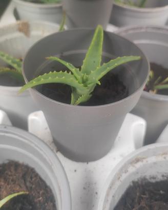 Piantine di Aloe Arborescens( 6mesi/un anno)