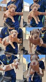 Cuccioli American Bully maschi