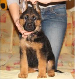 Cuccioli di pastore tedesco