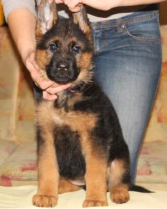 Cuccioli di pastore tedesco