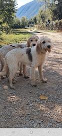 Vendita Briquet Griffon Vendeen