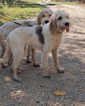 Vendita Briquet Griffon Vendeen