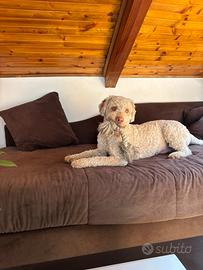 Lagotto Romagnolo disponibile per monta