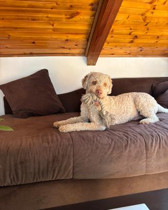 Lagotto Romagnolo disponibile per monta