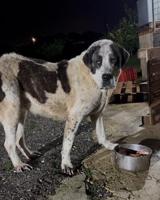 Pastore dell'asia centrale