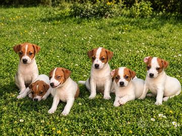 Jack russel