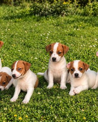 Jack russel