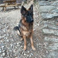 Cane pastore tedesco