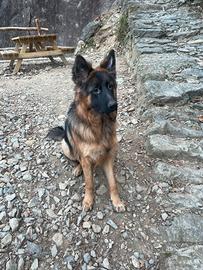 Cane pastore tedesco