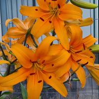 3 bulbi Giglio Pearl Justien 