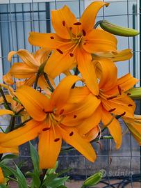 3 bulbi Giglio Pearl Justien 