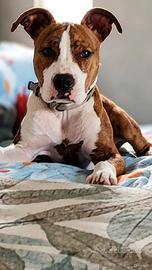 american staffordshire terrier