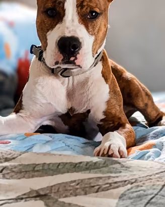 american staffordshire terrier