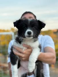Border collie