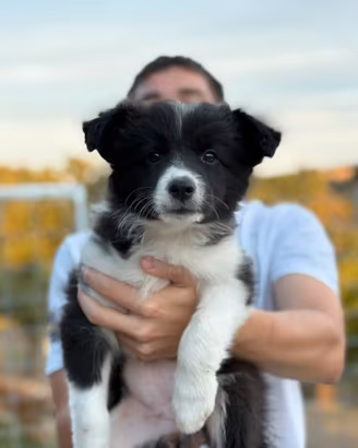 Border collie