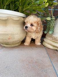 Cuccioli maltipoo