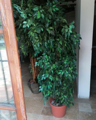 Pianta da arredo