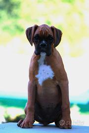 Cuccioli Boxer