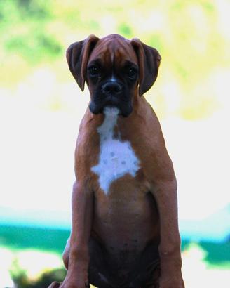 Cuccioli Boxer