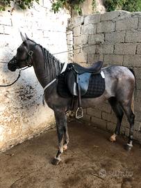 cavallo