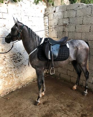 cavallo