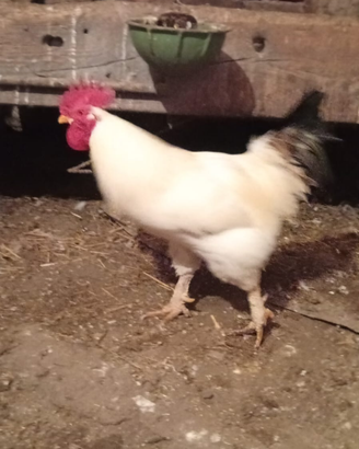 Gallo
