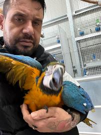 Ara rauna allevata a mono