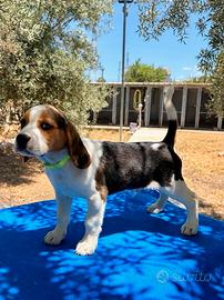 Beagle cucciolo