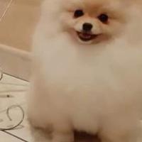 Spitz di pomerania per monta