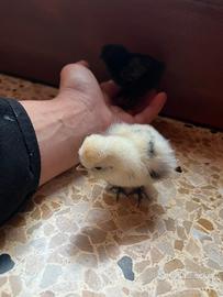 Pulcini moroseta pura razza