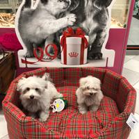 Maltesi coppia maschietto e femminuccia