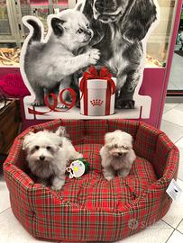 Maltesi coppia maschietto e femminuccia