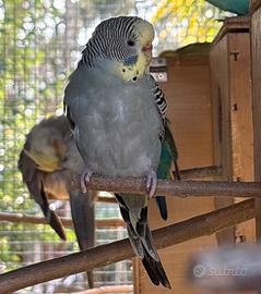 Coppia cocorite