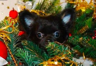 Chihuahua cuccioli pelo lungo