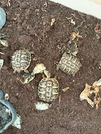 Tartarughe hermanni