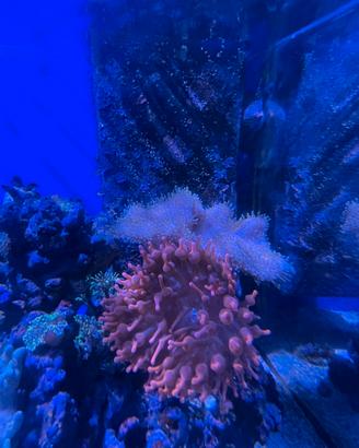 Anemone quadricolor