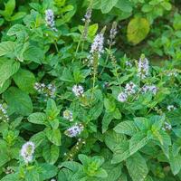 Menta acquatica - Pianta per laghetto