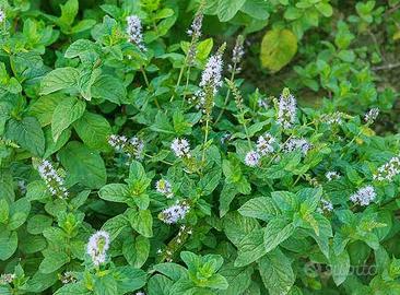 Menta acquatica - Pianta per laghetto