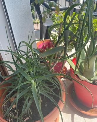 aloe arboresces di 6 anni