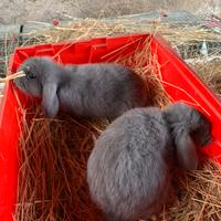 Ariete nano blu di Vienna