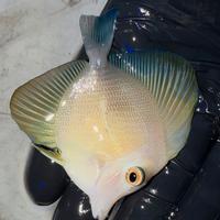 Acquario pesci marini scopas ibrido