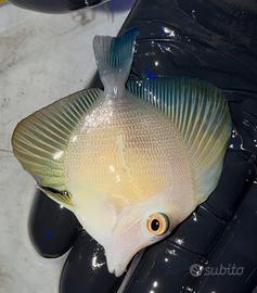 Acquario pesci marini scopas ibrido